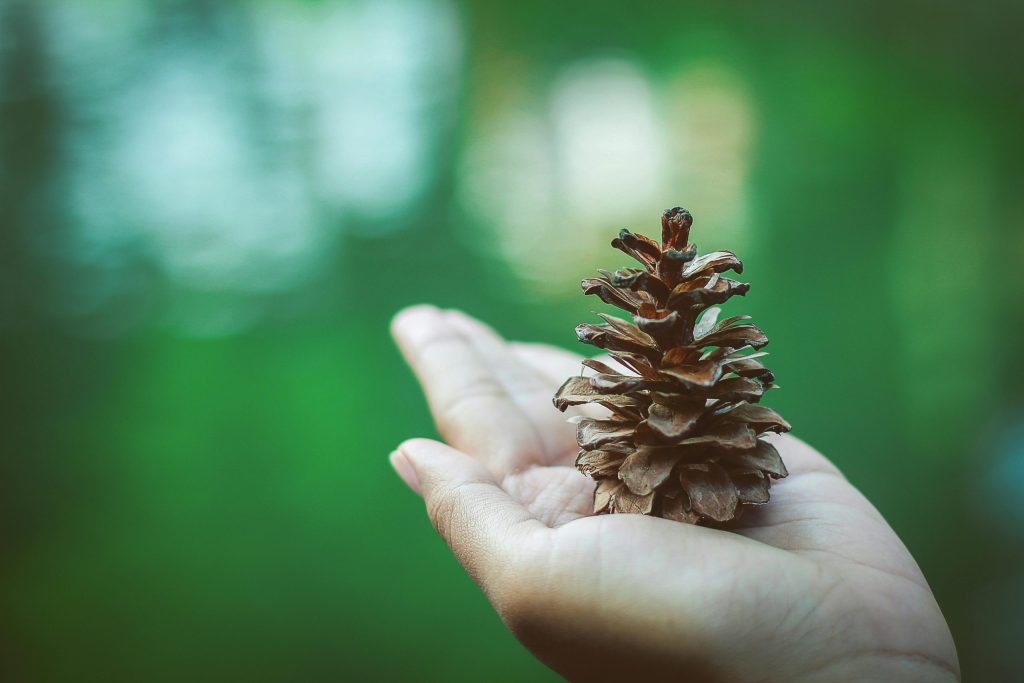 Environmental Stewardship